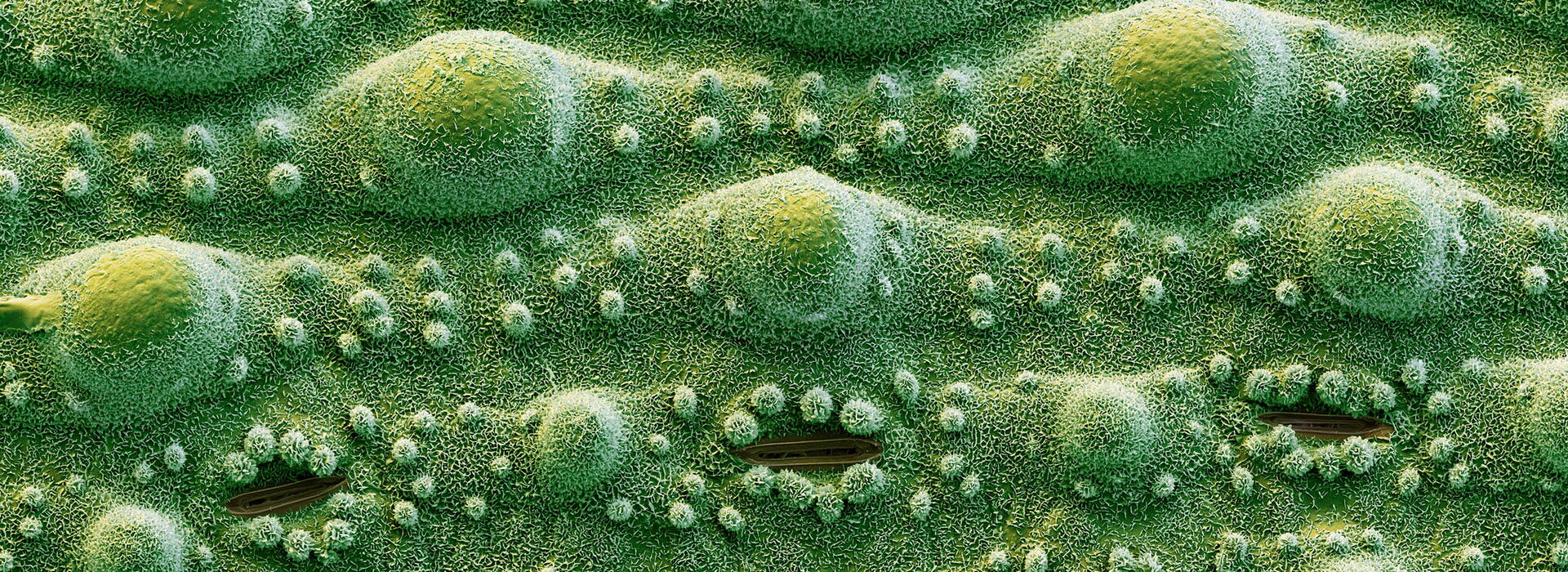 Rice leaf seen with the scanning electron microscope